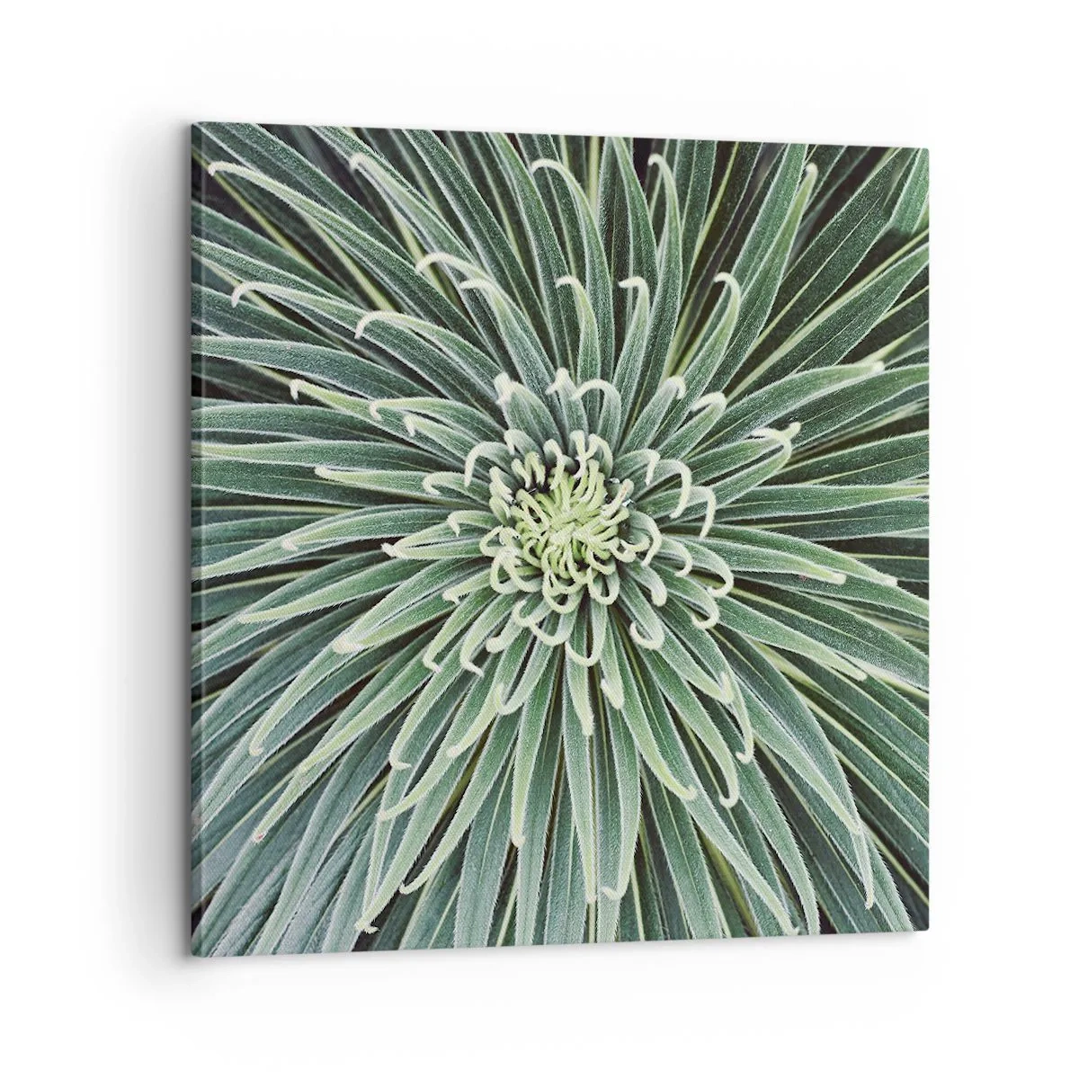 Canvas picture - Birth of a Star - 60x60 cm