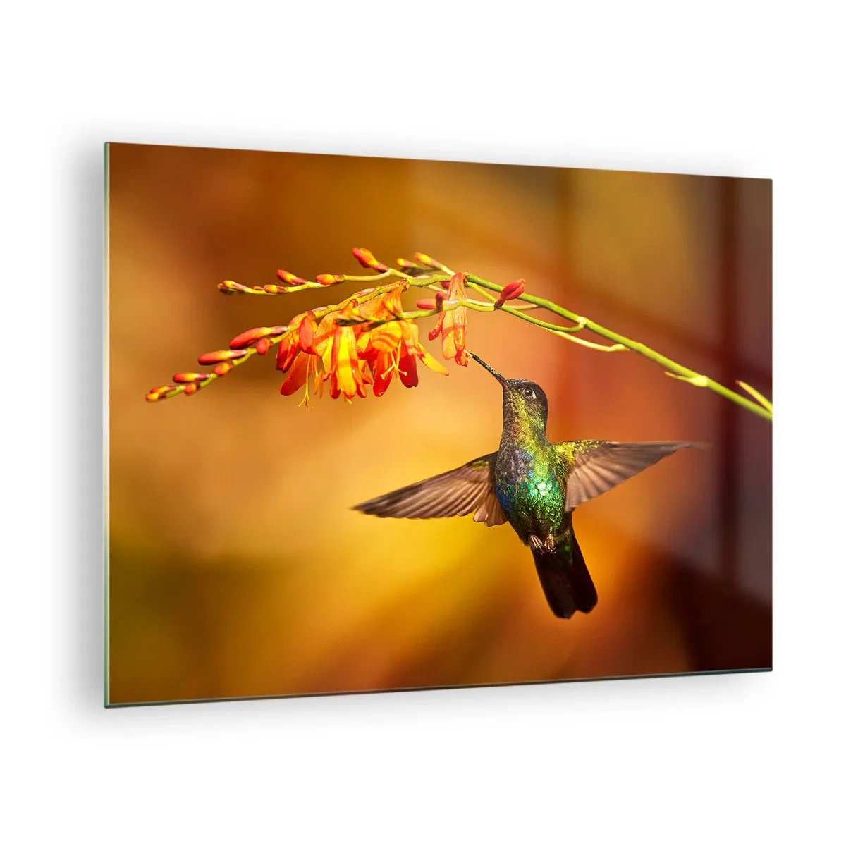 Glass picture - Hummingbird by flowers in a golden glow - 70x50cm - Messenger of Light according to the Mayans - Modern wall decoration for the living room and bedroom ARTTOR