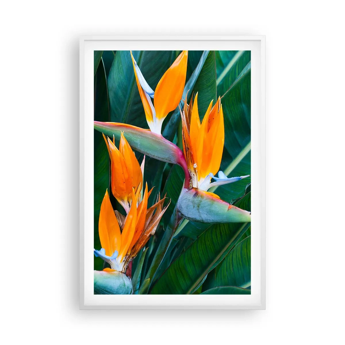 Poster in white frmae - Is It a Flower or a Bird? - 61x91 cm