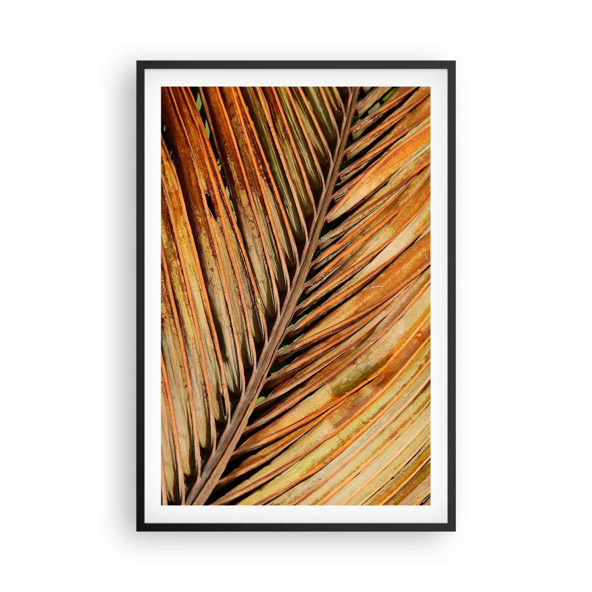 Poster in black frame - Coconut Gold - 61x91 cm