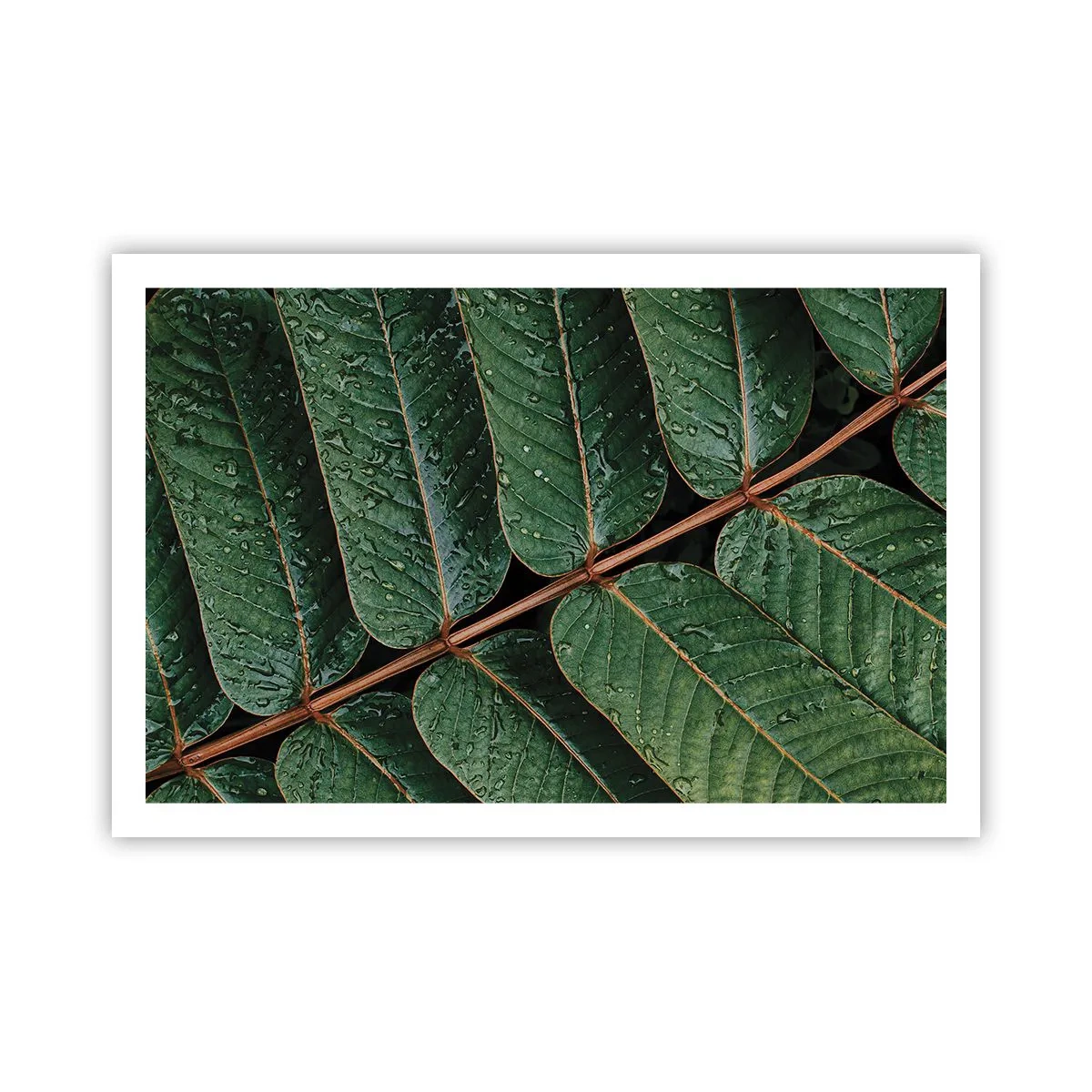 Poster - In Green Rhythm - 91x61 cm