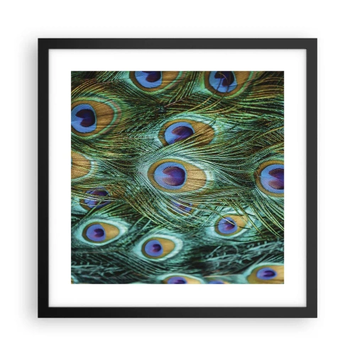 Poster in black frame - Peacock Eyes - 40x40 cm