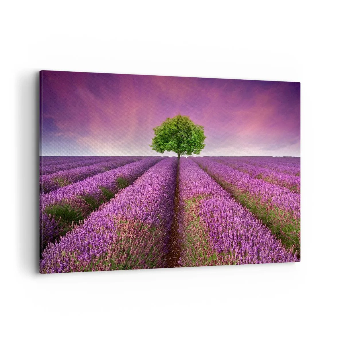 Canvas picture - In the Fields of Lavender - 120x80 cm
