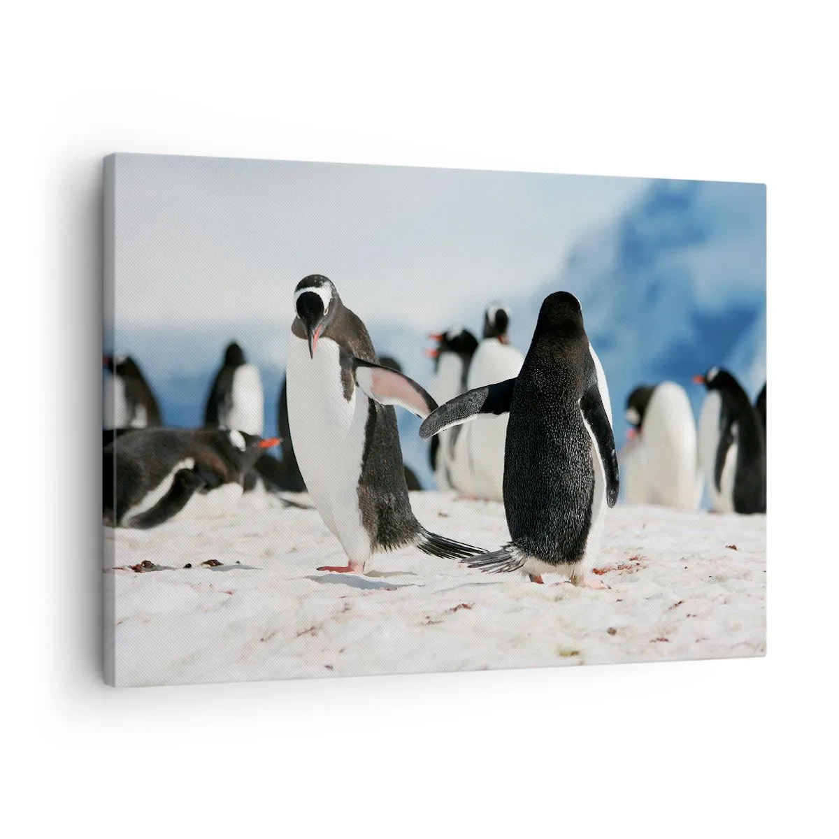 Canvas picture - A group of penguins in the snow in an Antarctic landscape - 70x50cm - Dance in the Snow - Modern wall decoration for the living room and bedroom ARTTOR