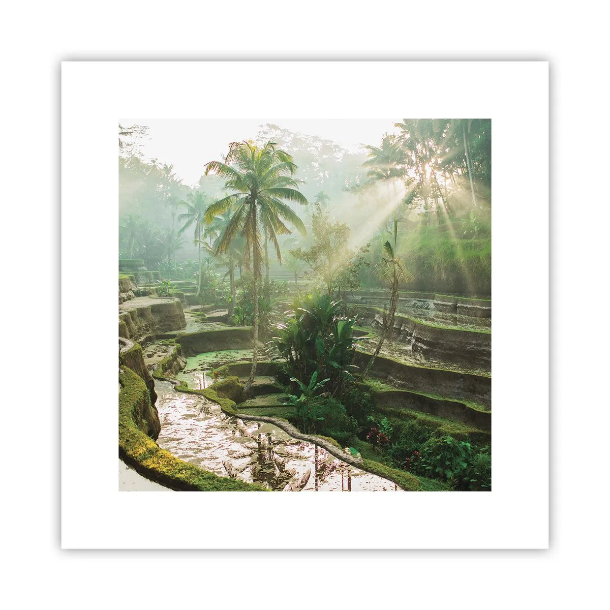 Poster - Maturing in the Sun - 30x30 cm