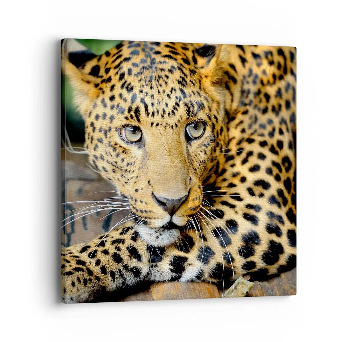 Canvas picture - Don't be Shy, Come Closer - 40x40 cm