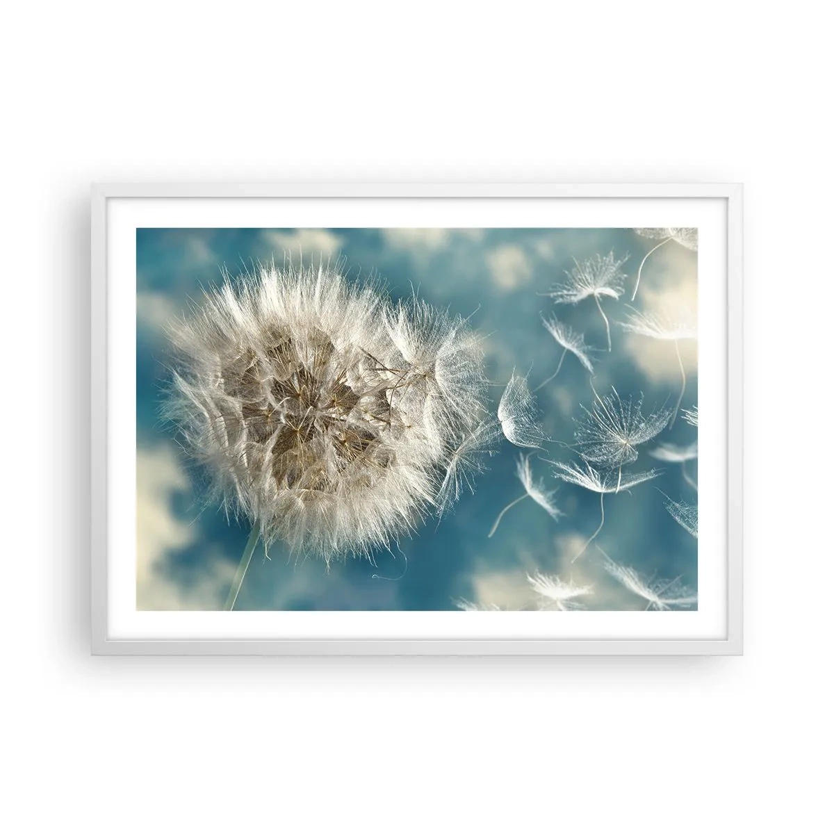 Poster in white frmae - Breath of an Angel - 70x50 cm