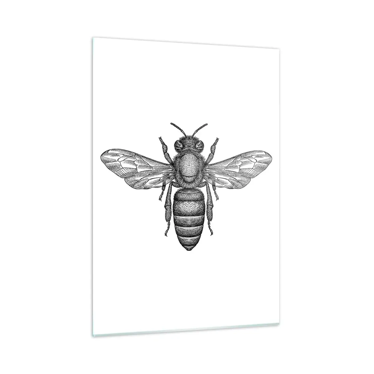 Glass picture - Insect Portrait - 50x70 cm