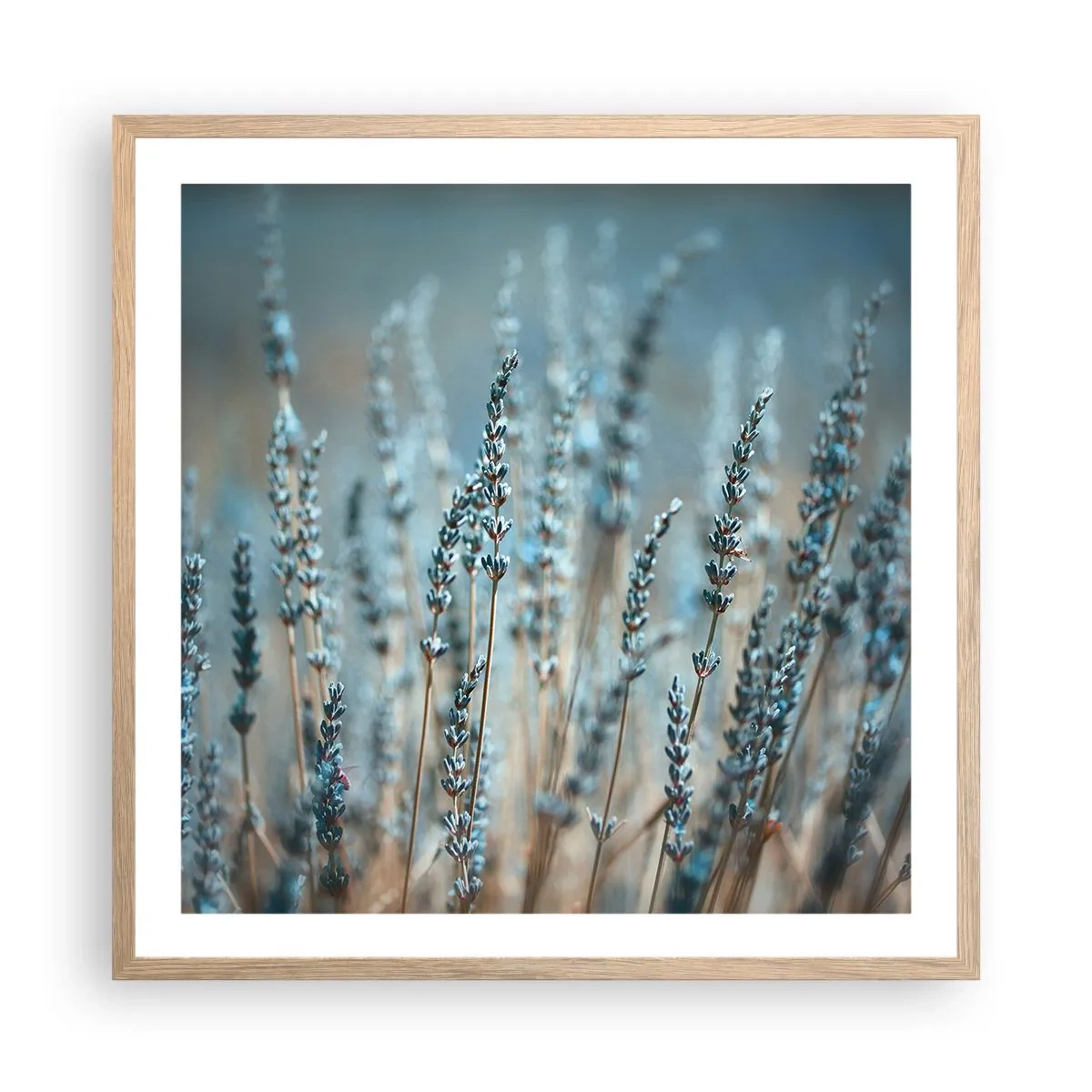 Poster in light oak frame - Fragrant Grass - 60x60 cm