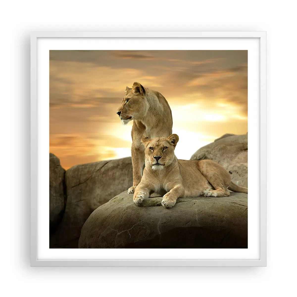 Poster in white frmae - Royal Majesty - 60x60 cm