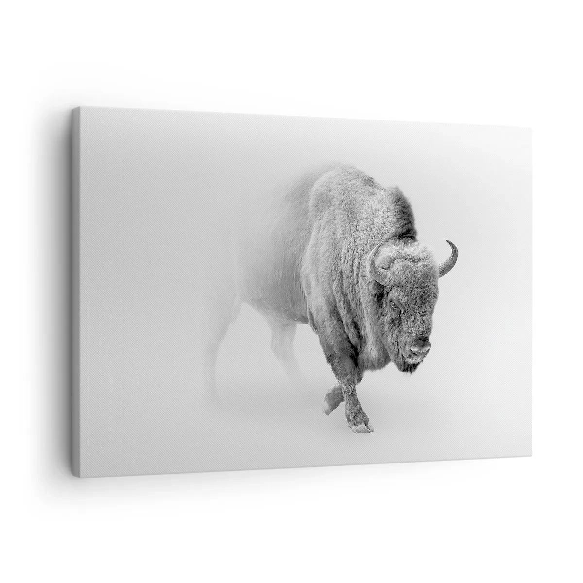 Canvas picture - White bison in a minimalist setting - 70x50cm - King of the Prairie - Modern wall decoration for the living room and bedroom ARTTOR