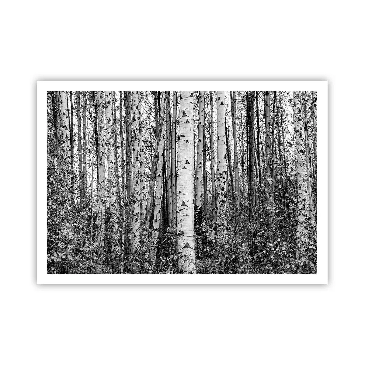 Poster - Birch Colonnade - 100x70 cm