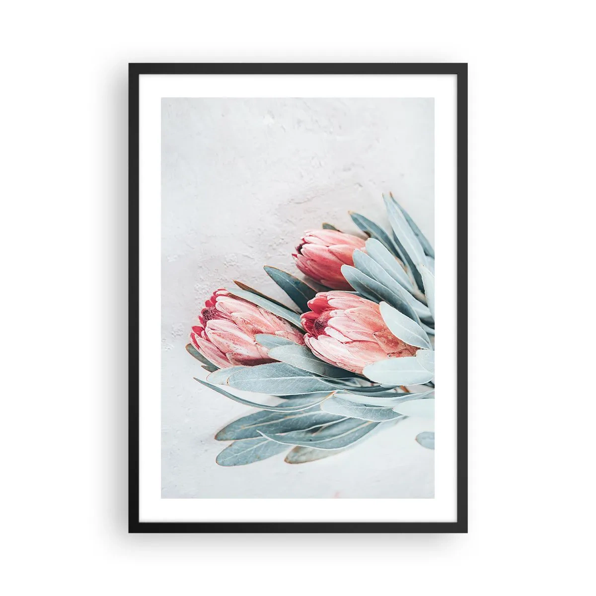Poster in black frame - A subtle composition of protea flowers on a light background - 50x70cm - Ashamed of Their Own Beauty - Modern wall decoration for the living room and bedroom ARTTOR