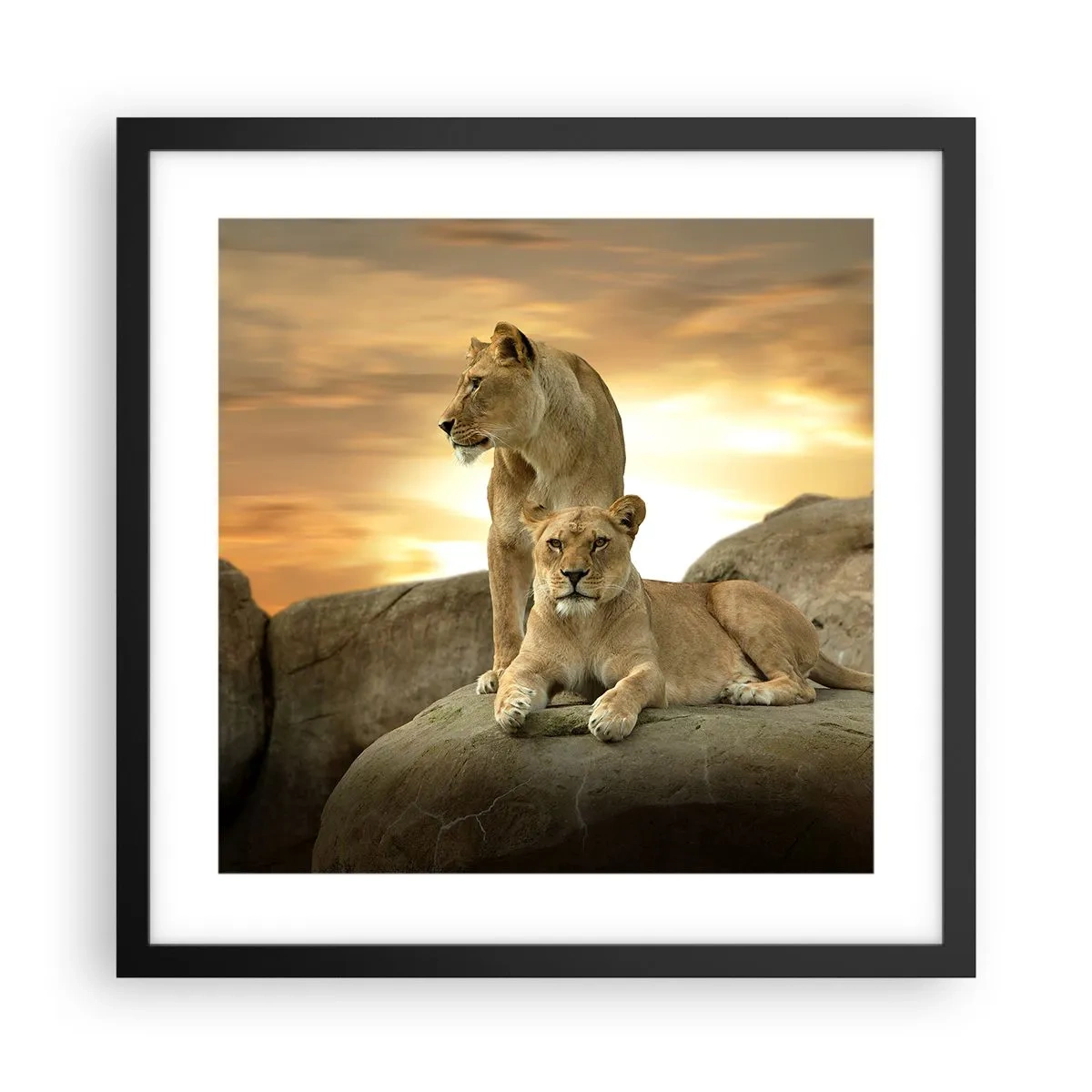Poster in black frame - Royal Majesty - 40x40 cm