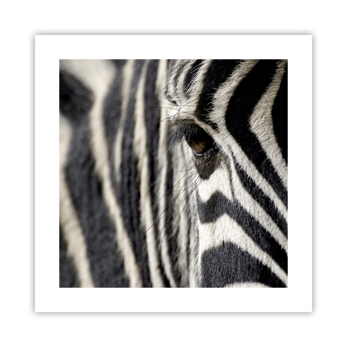 Poster - Striped Portrait - 40x40 cm