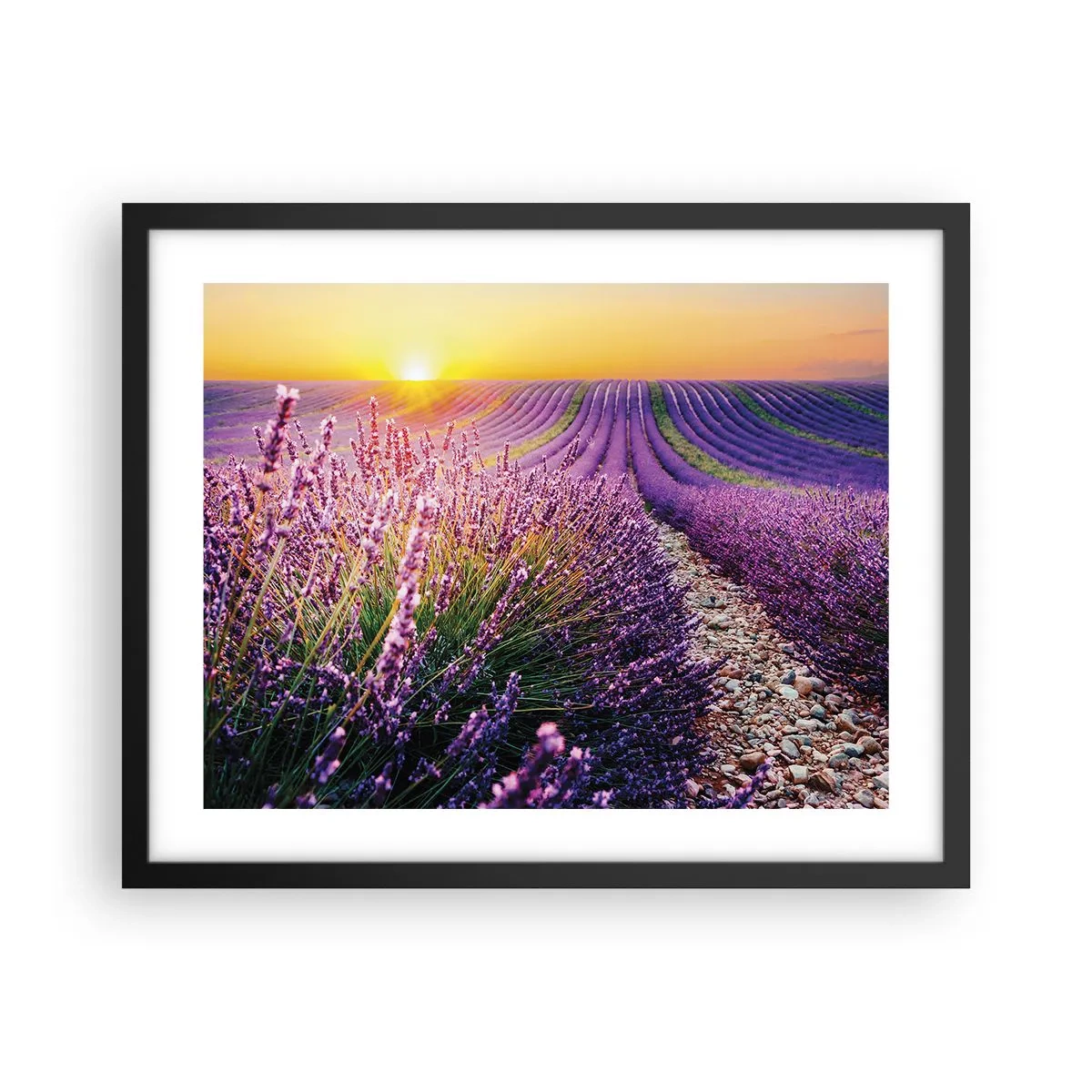 Poster in black frame - Fragrant Field - 50x40 cm