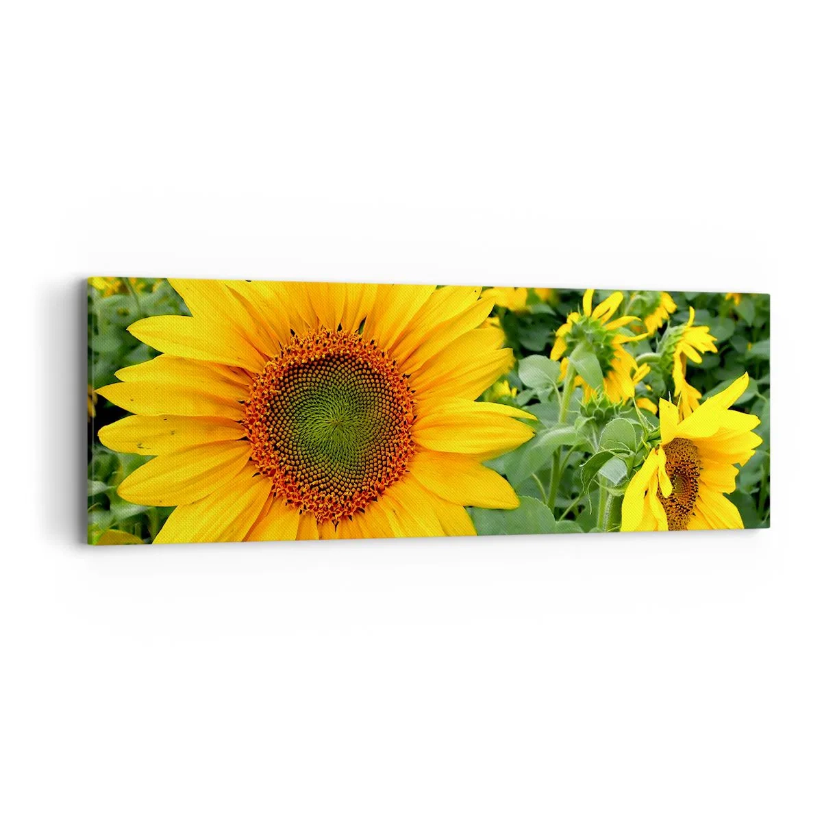 Canvas picture - Hundreds of the Suns - 90x30 cm