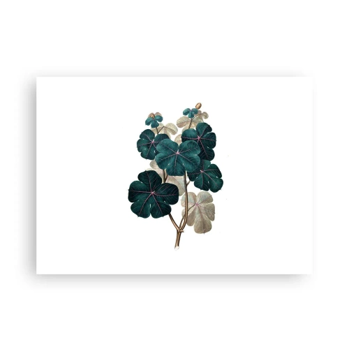 Poster - From the Old Herbarium - 70x50 cm