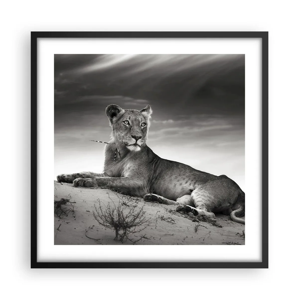 Poster in black frame - Queen of Desert Is Resting - 50x50 cm