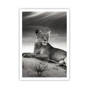 Poster - Queen of Desert Is Resting - 70x100 cm