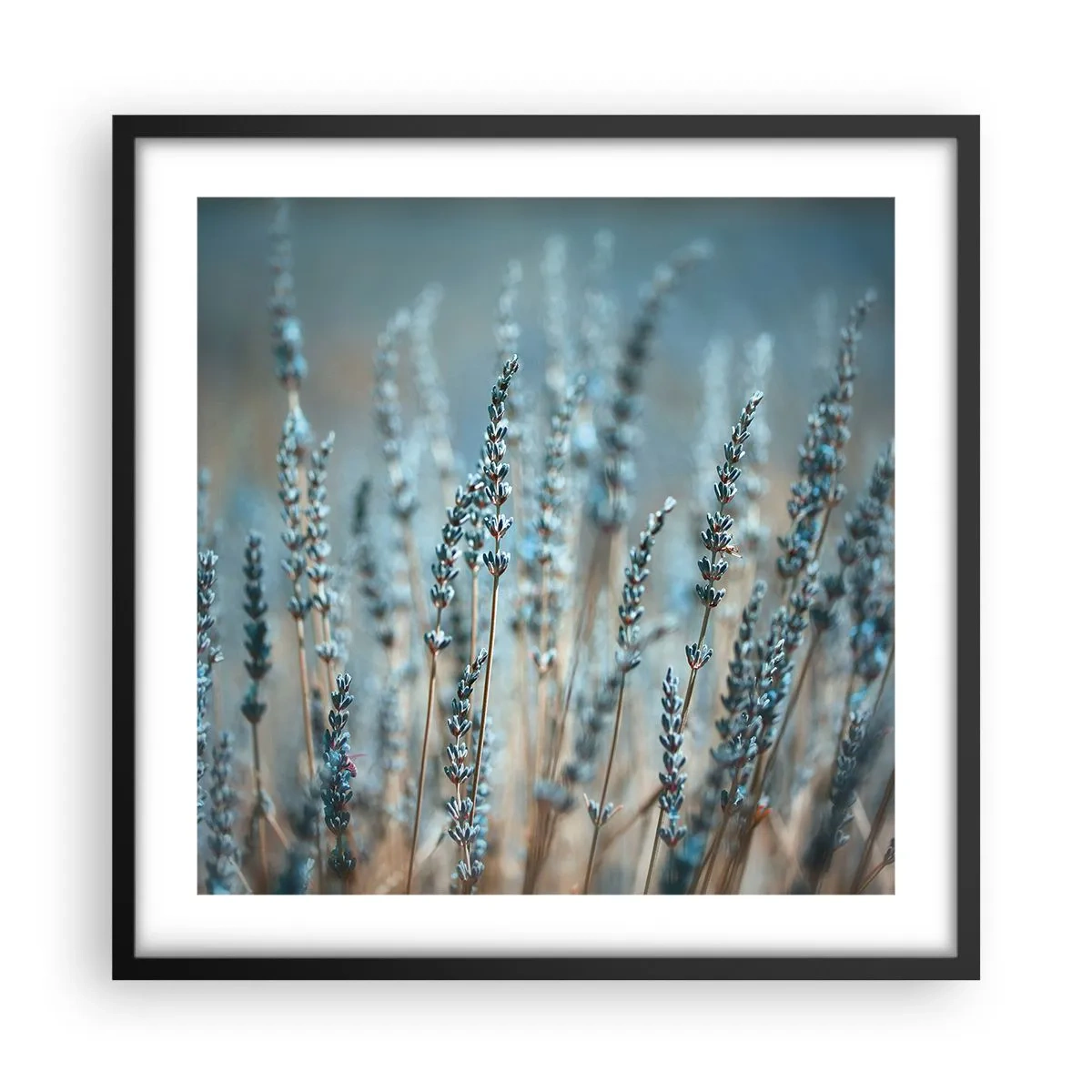 Poster in black frame - Fragrant Grass - 50x50 cm