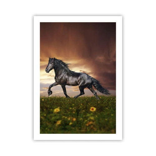 Poster - Black Prince - 50x70 cm