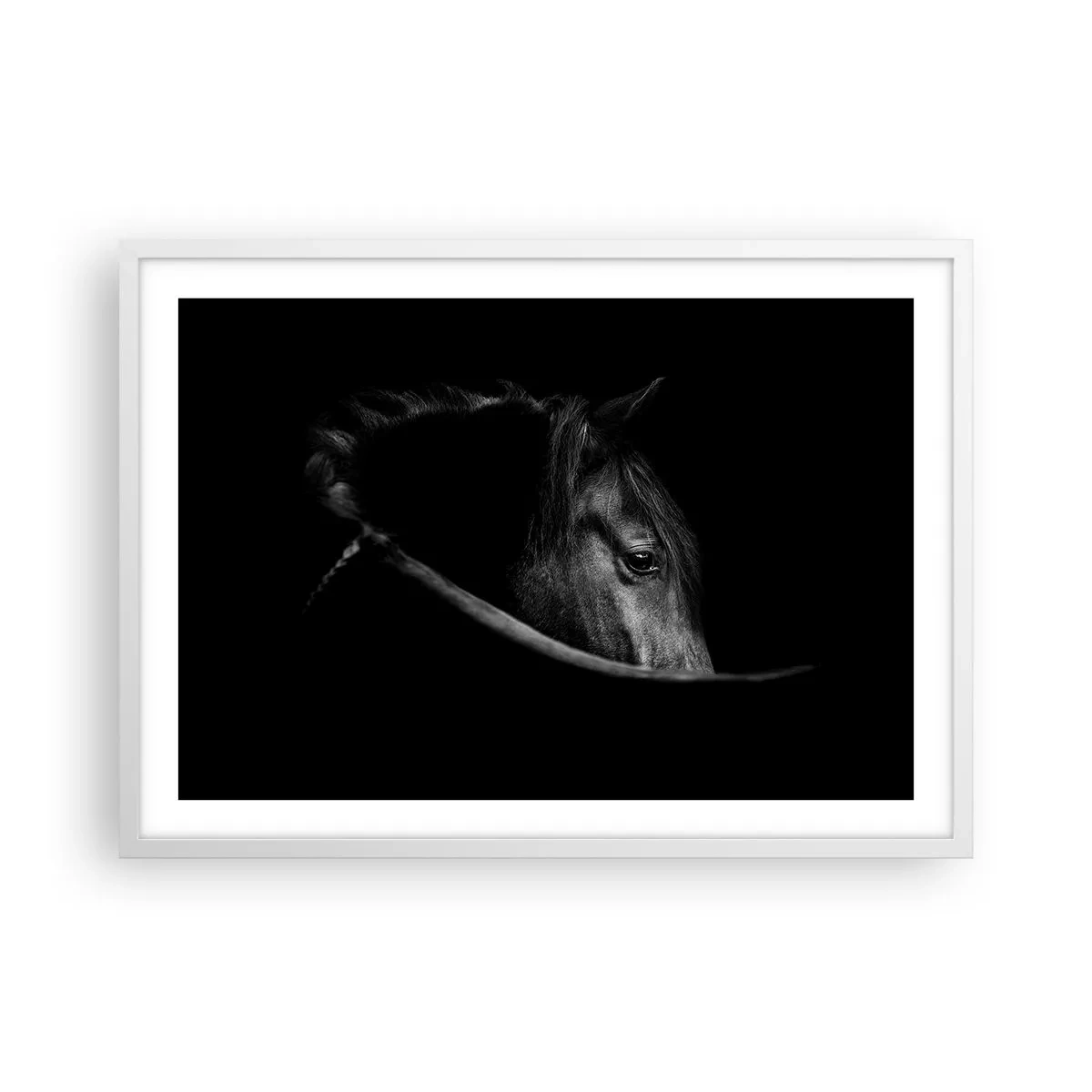 Poster in white frmae - Black Prince - 70x50 cm