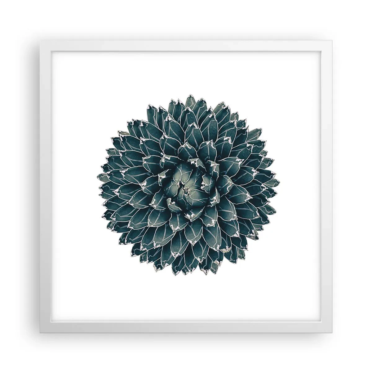 Poster in white frmae - Star of the Desert - 40x40 cm