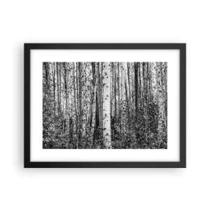Poster in black frame - Birch Colonnade - 40x30 cm