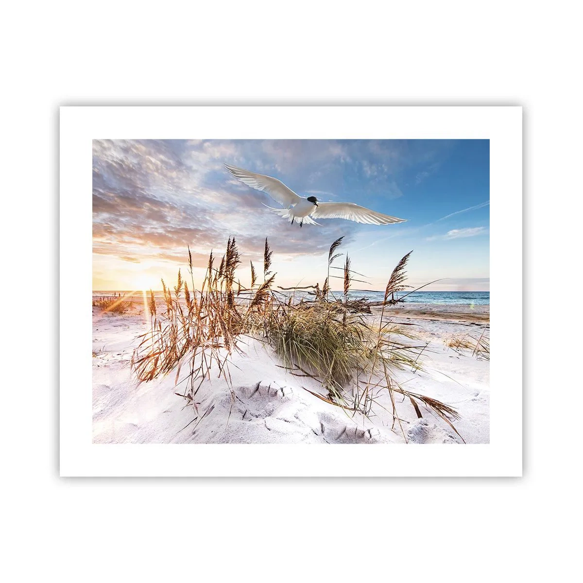Poster - Wind from the Sea - 50x40 cm