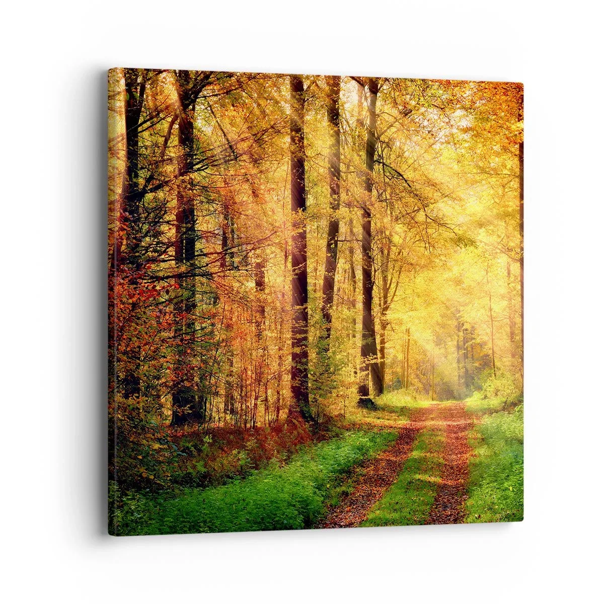 Canvas picture - Forest Golden silence - 40x40 cm