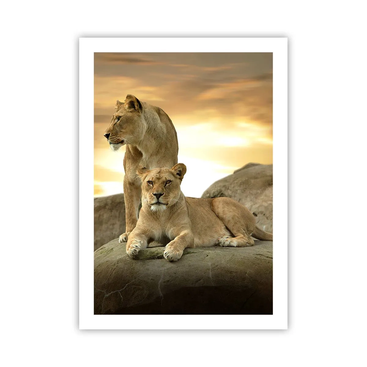Poster - Royal Majesty - 50x70 cm