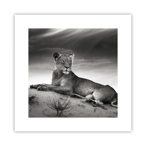 Poster - Queen of Desert Is Resting - 30x30 cm