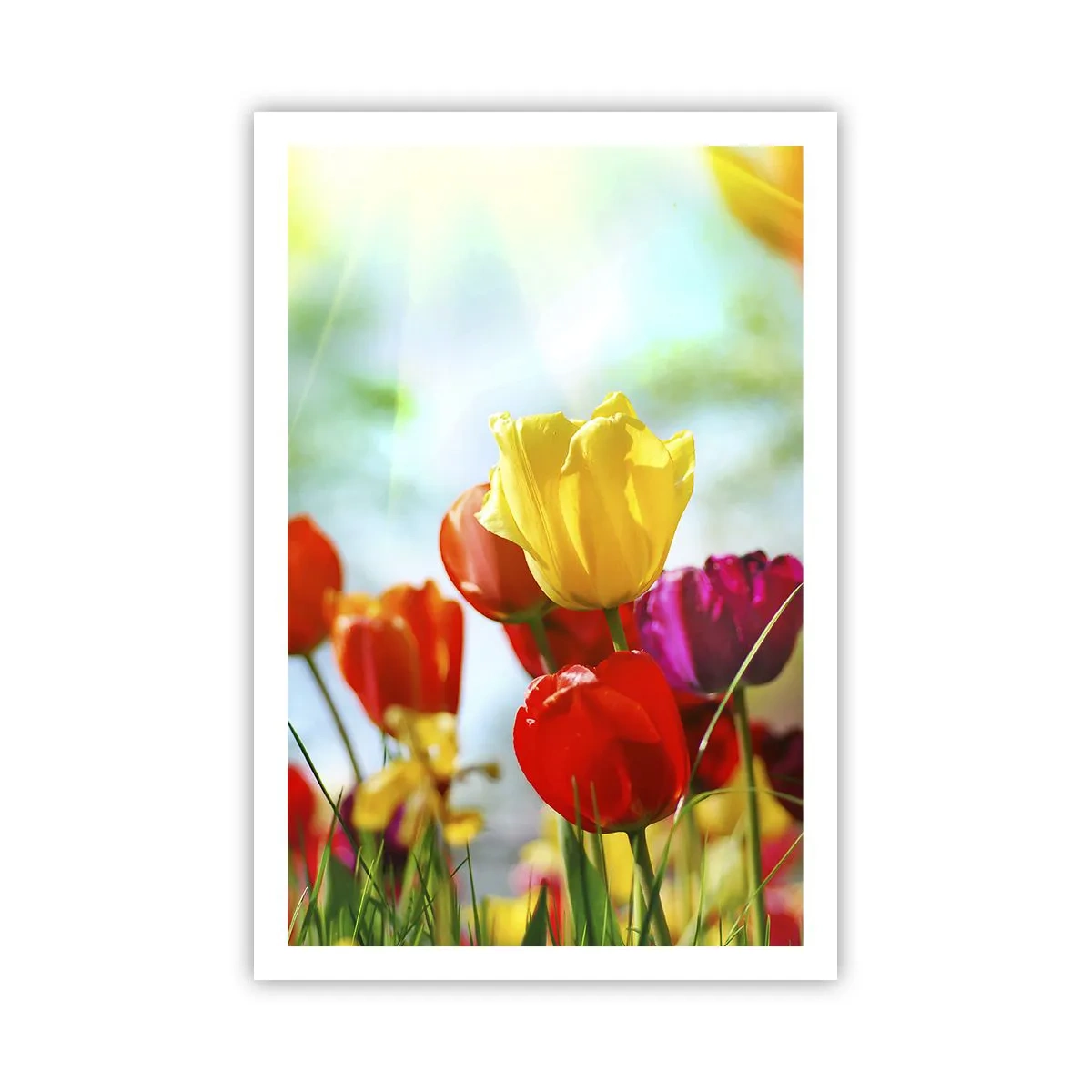 Poster - All Colours of the Sun - 61x91 cm