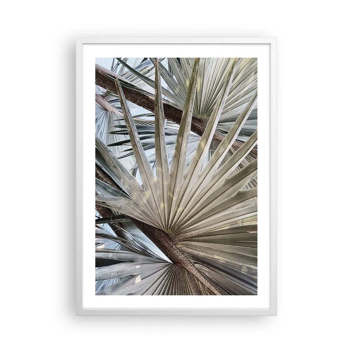 Poster in white frmae - Fans in tropics - 50x70 cm