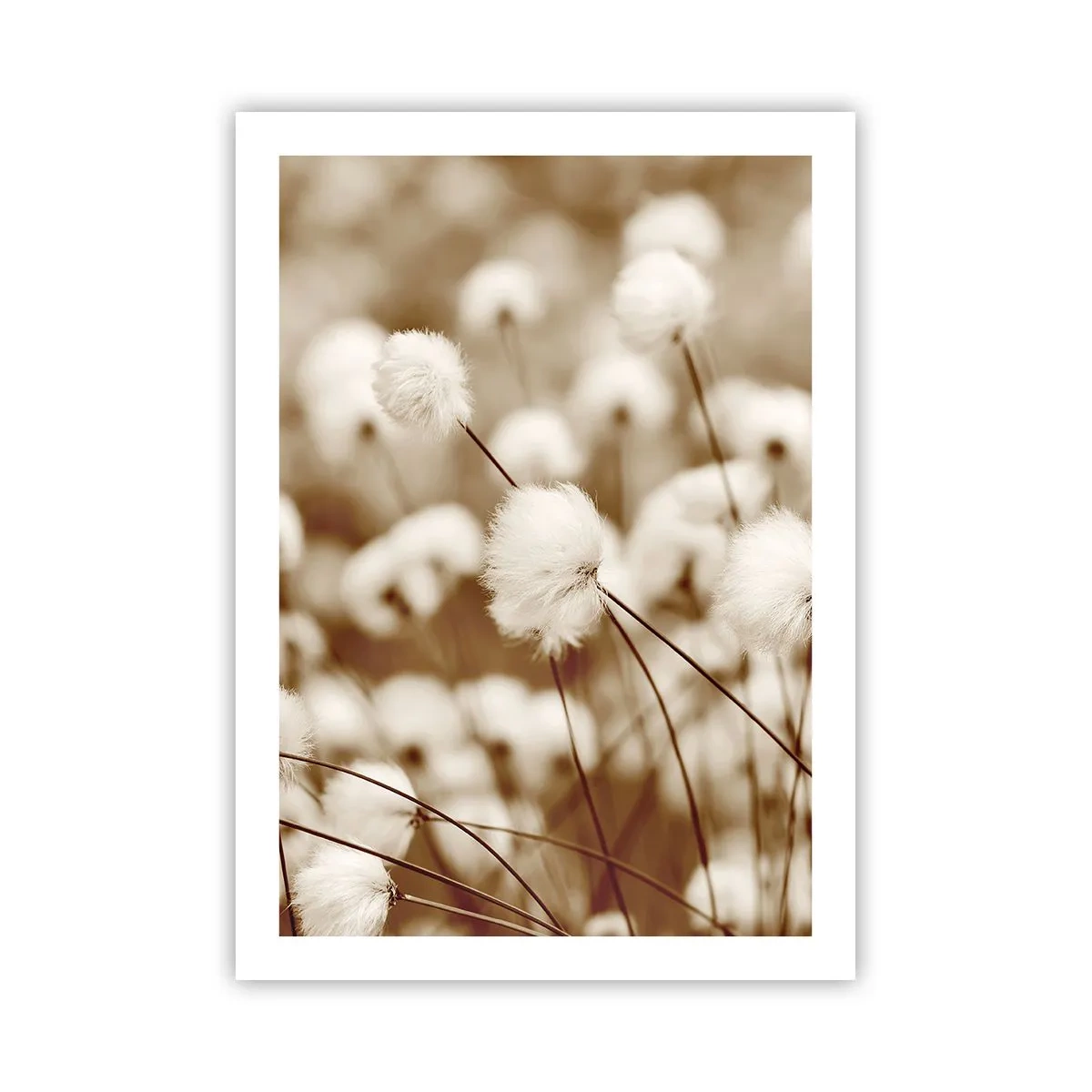 Poster - Fluffy field - 50x70 cm