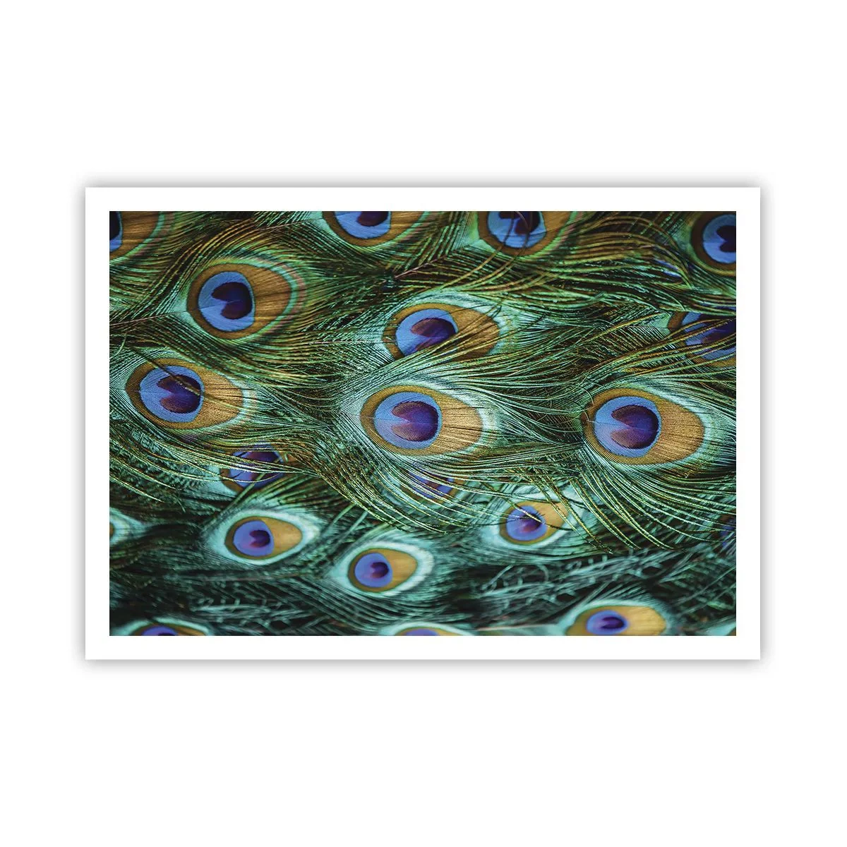 Poster - Peacock Eyes - 100x70 cm