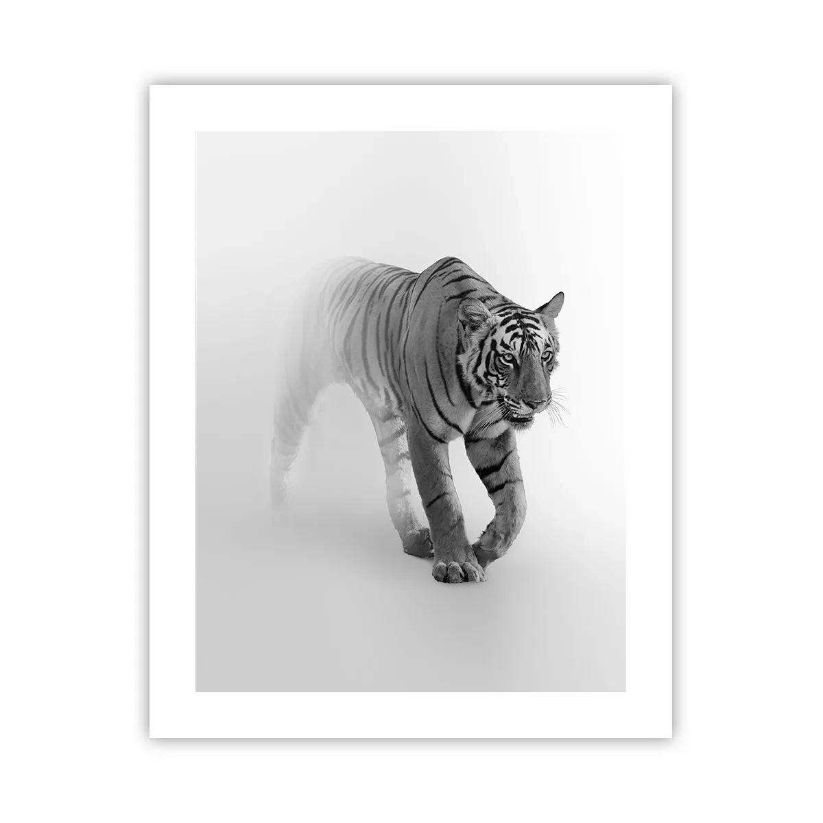 Poster - Crouching in Fog - 40x50 cm