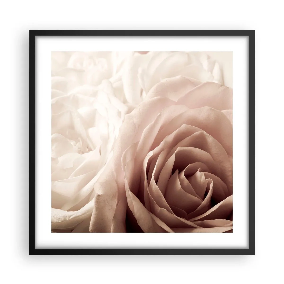 Poster in black frame - In the Heart of a Rose - 50x50 cm