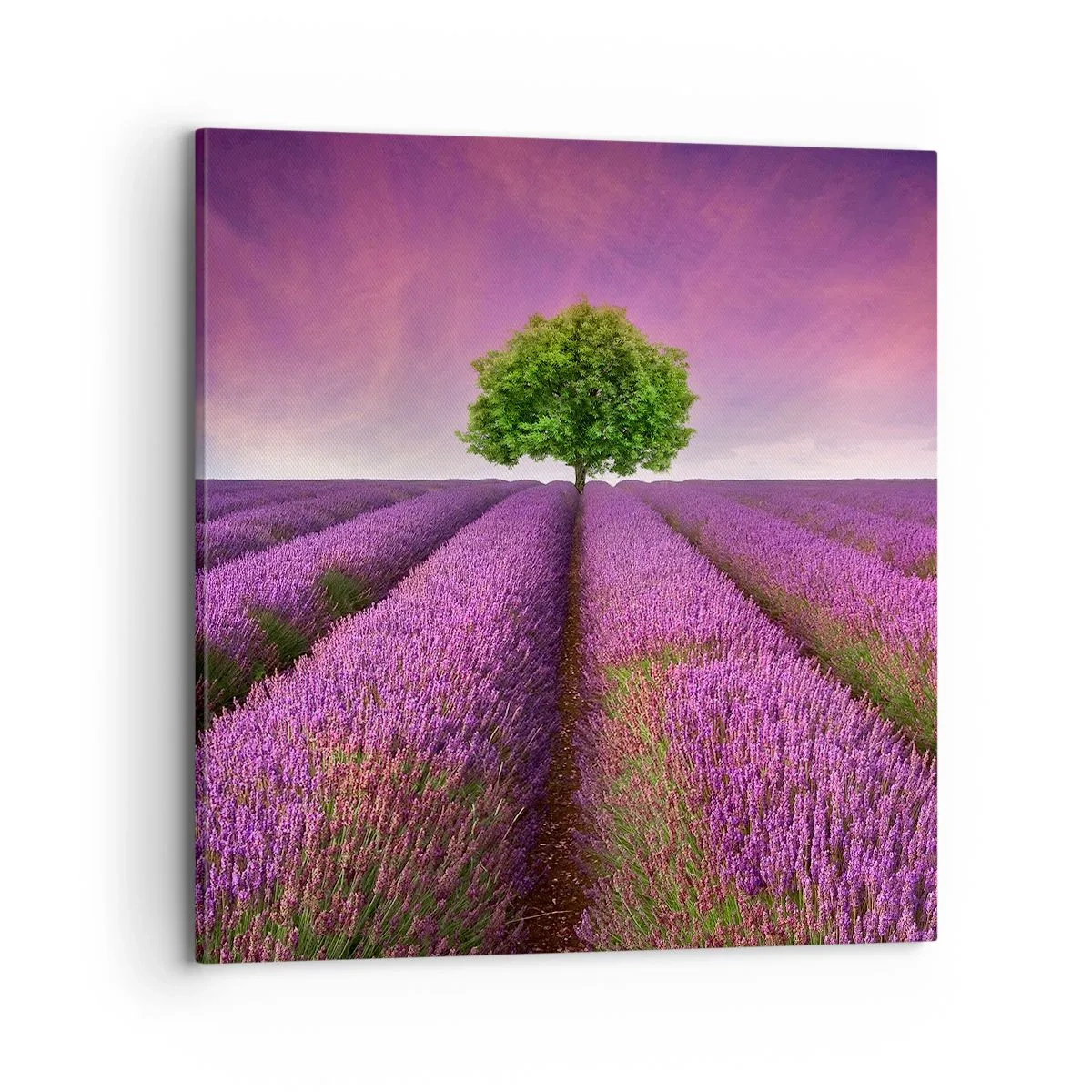 Canvas picture - In the Fields of Lavender - 70x70 cm