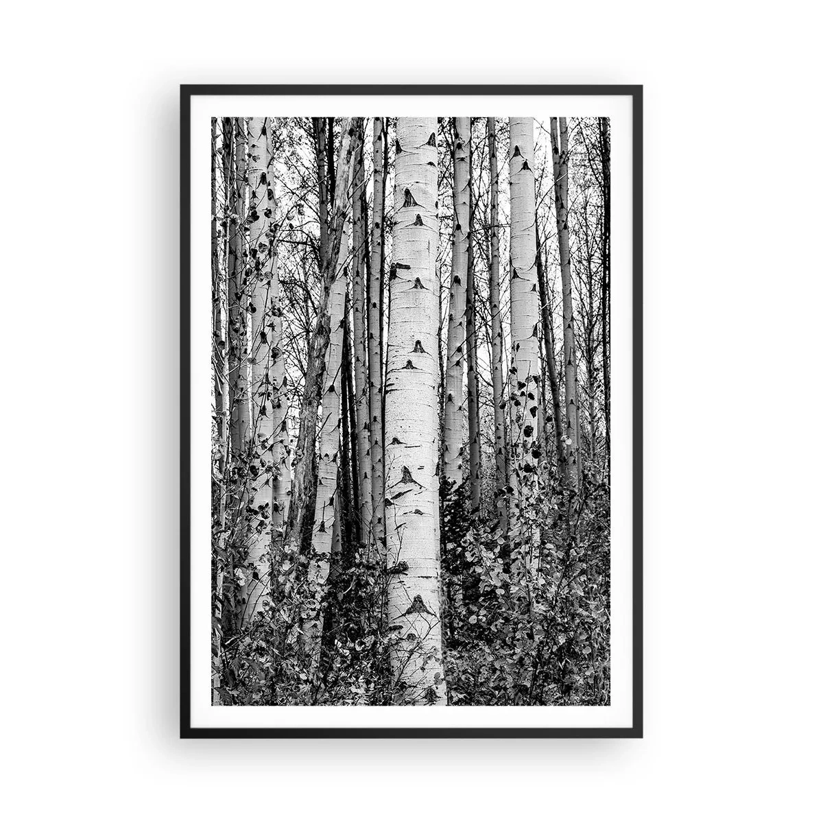 Poster in black frame - Birch Colonnade - 70x100 cm