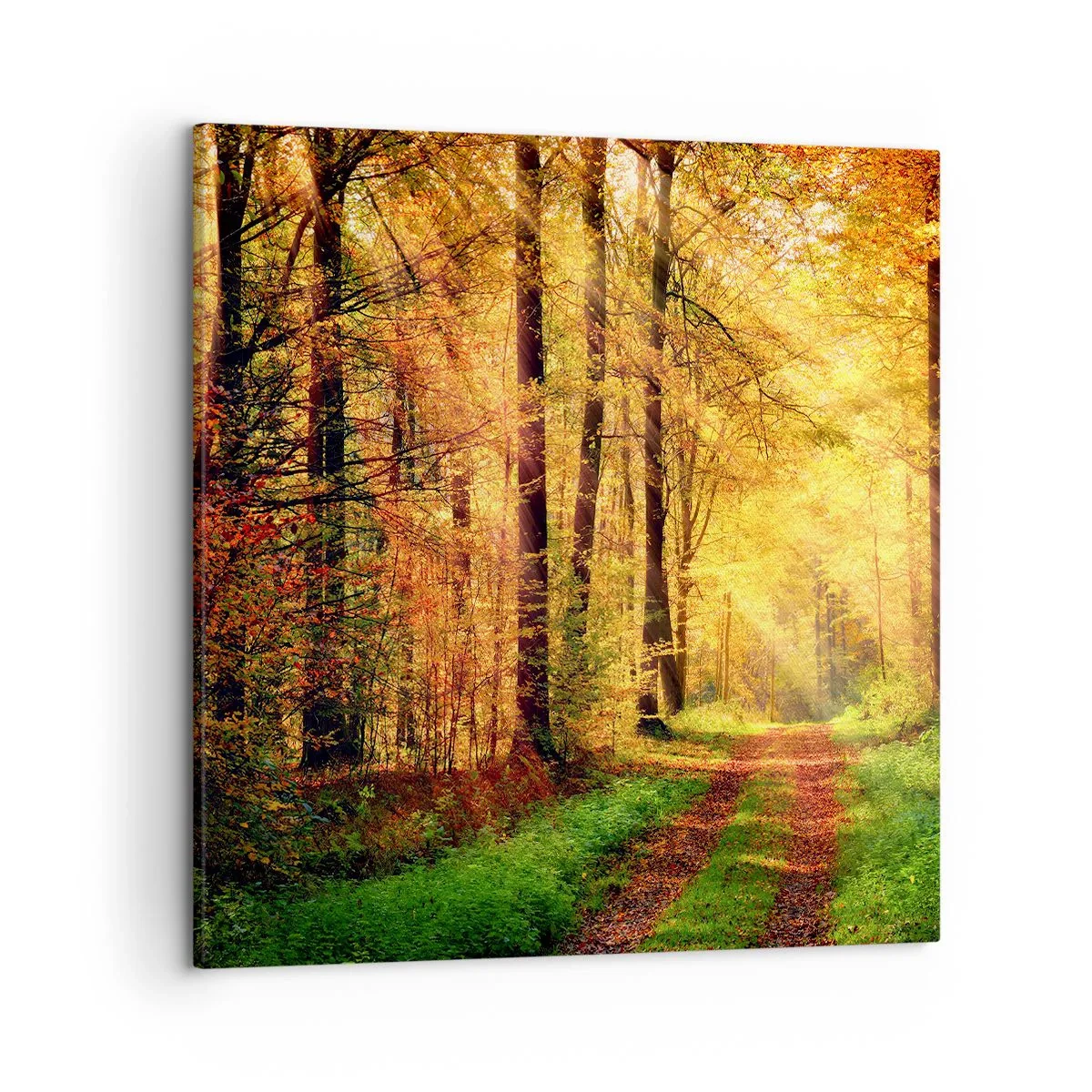 Canvas picture - Forest Golden silence - 50x50 cm