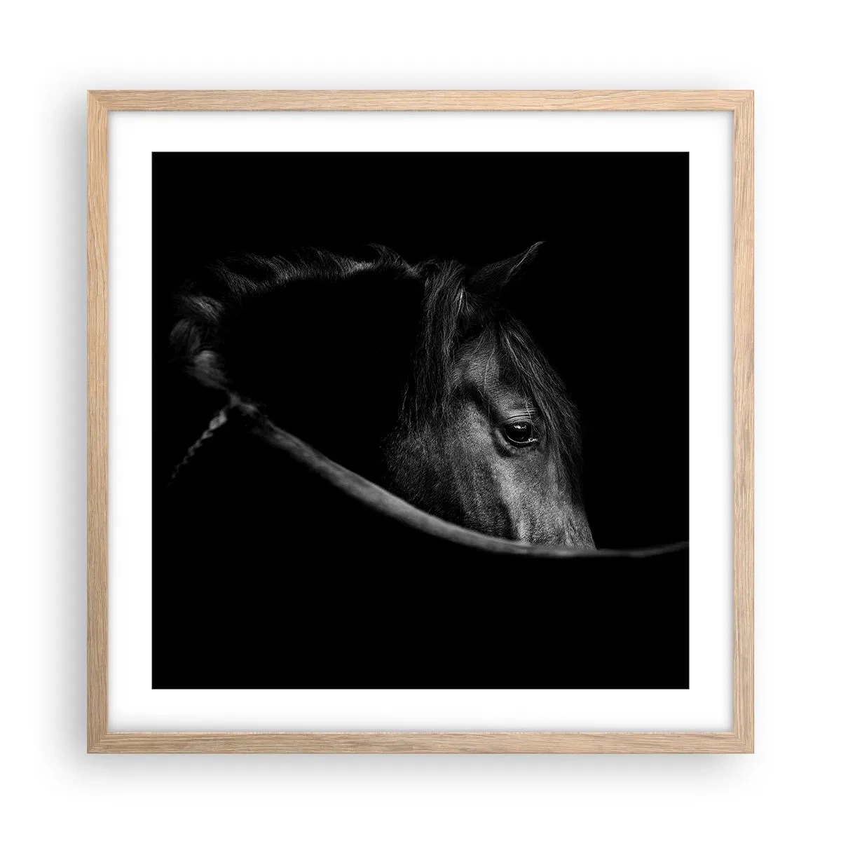 Poster in light oak frame - Black Prince - 50x50 cm
