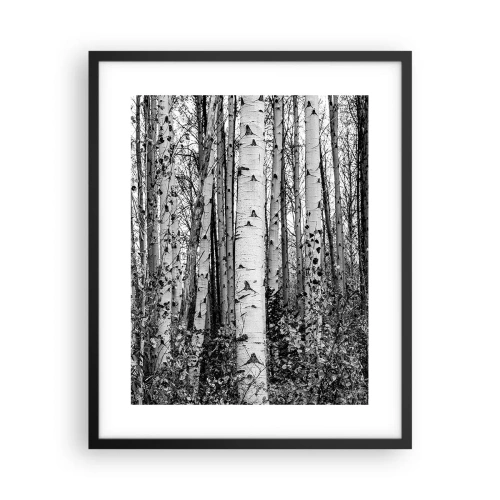 Poster in black frame - Birch Colonnade - 40x50 cm