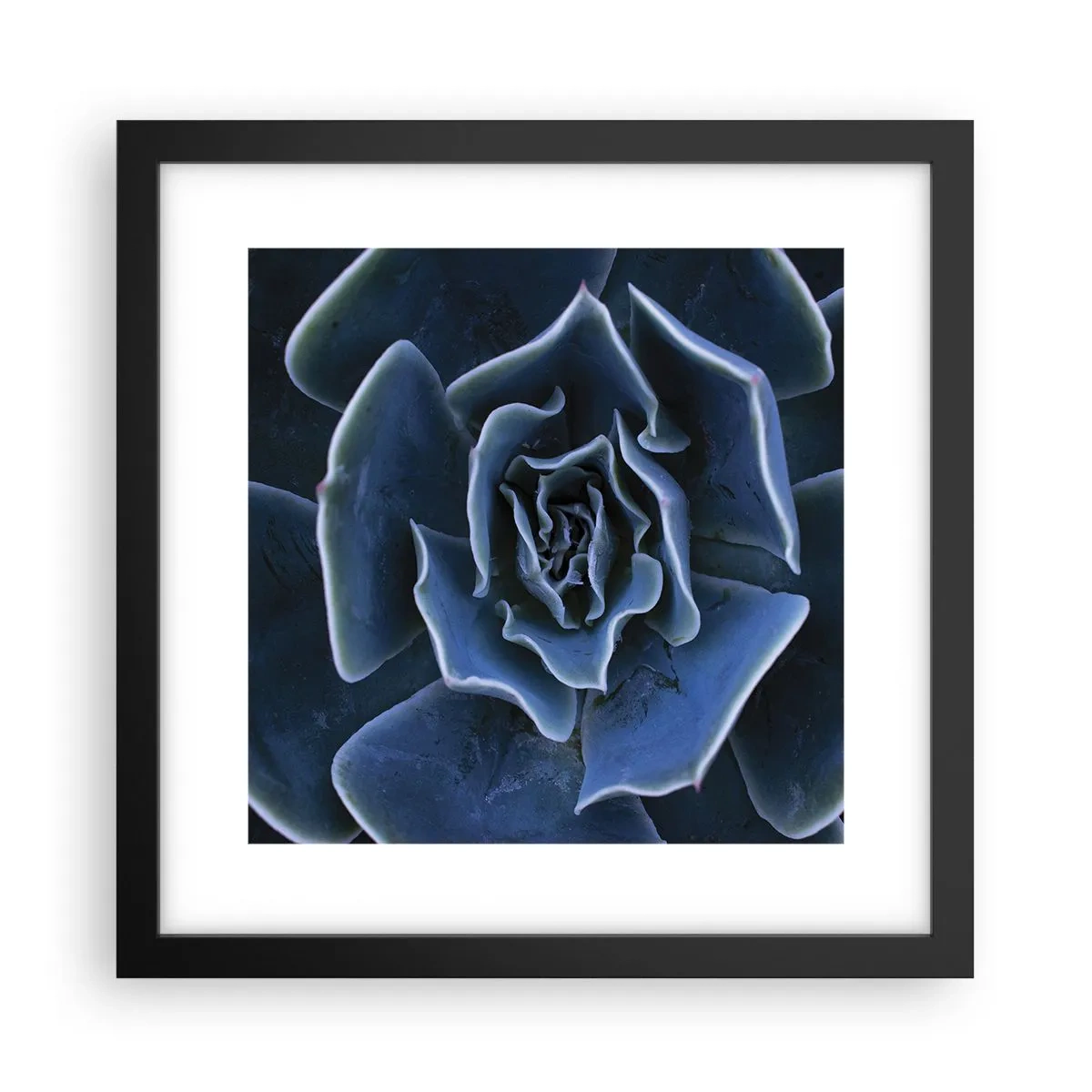 Poster in black frame - Flower of the Desert - 30x30 cm