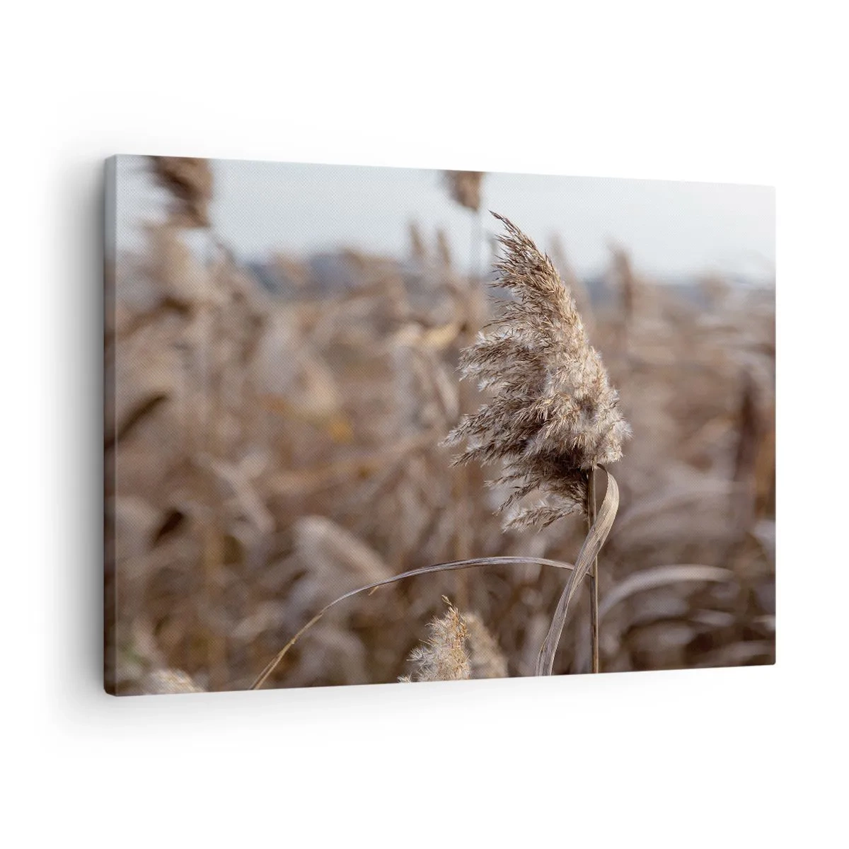 Canvas picture - Delicate grasses in shades of beige against the background of nature - 70x50cm - Time to Fly with the Wind - Modern wall decoration for the living room and bedroom ARTTOR