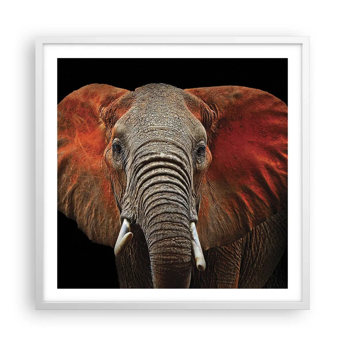 Poster in white frmae - I am Wild, and You? - 60x60 cm