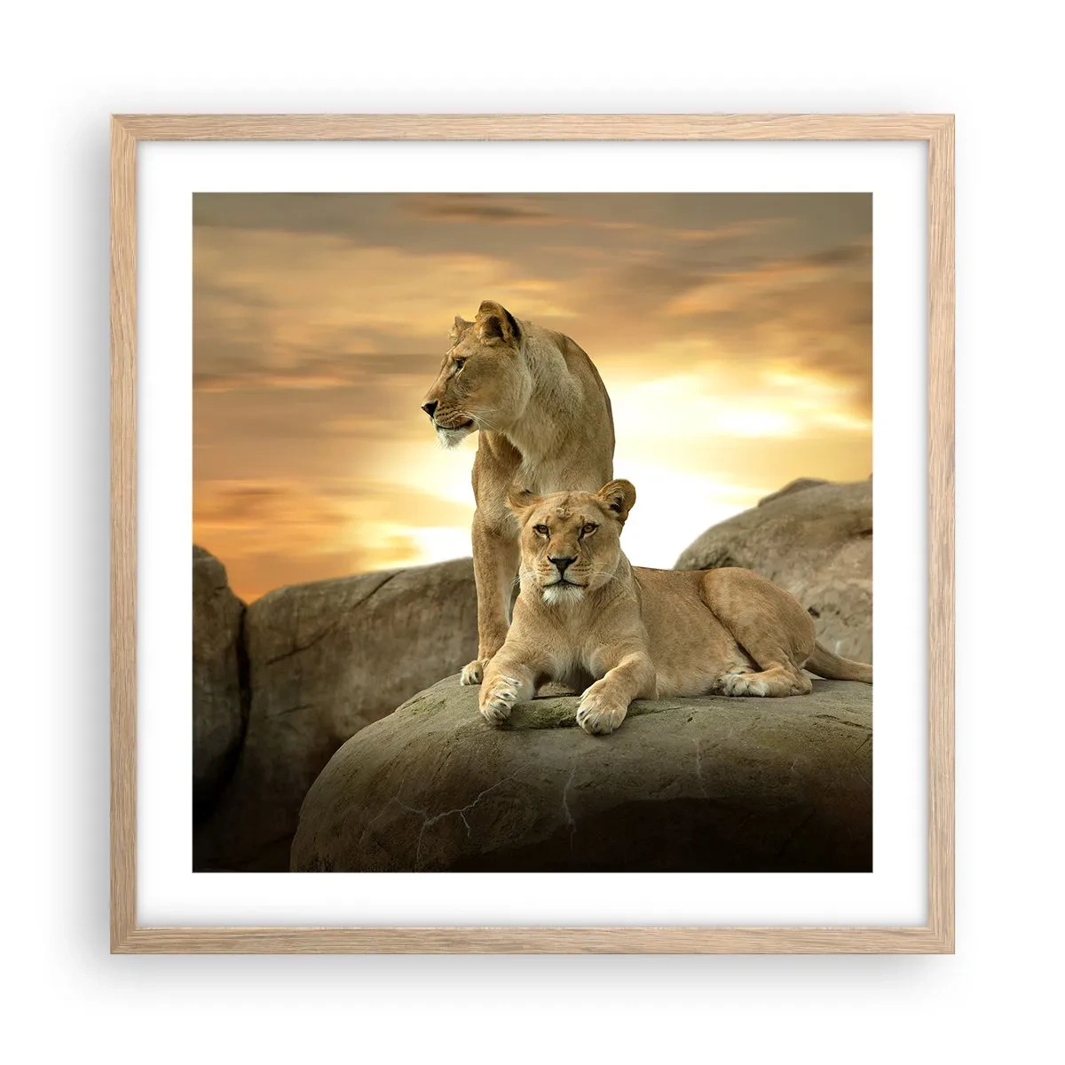Poster in light oak frame - Royal Majesty - 50x50 cm