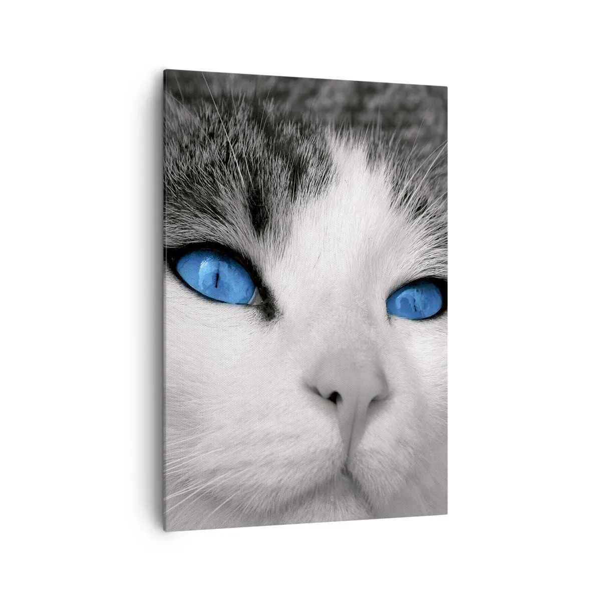 Canvas picture - Extremely Blue-eyed - 70x100 cm