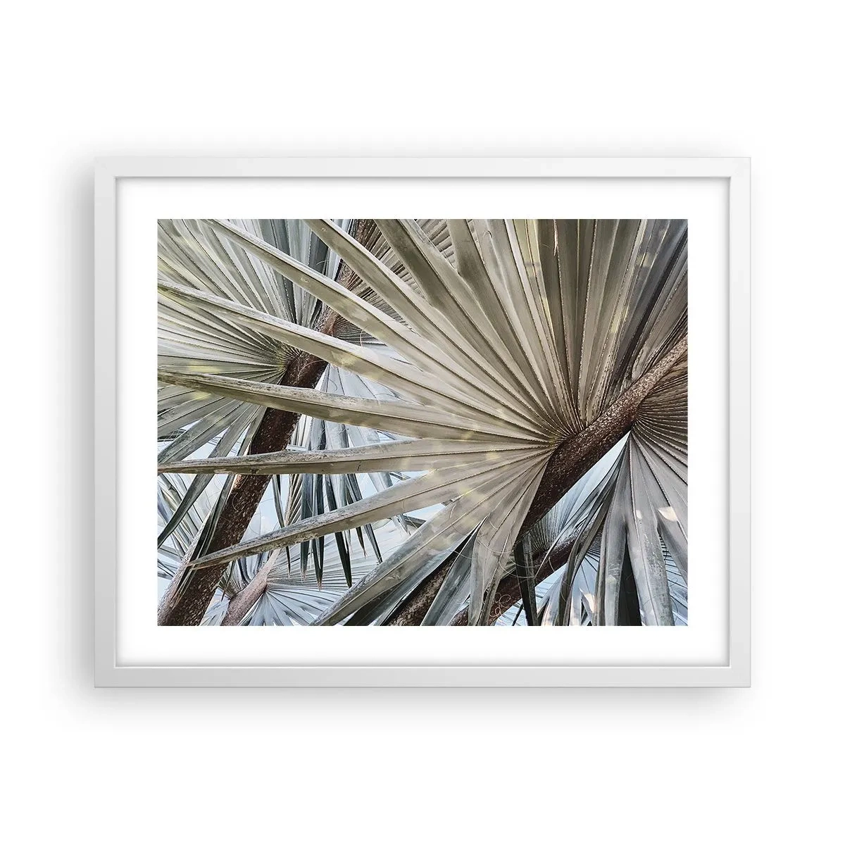Poster in white frmae - Fans in tropics - 50x40 cm